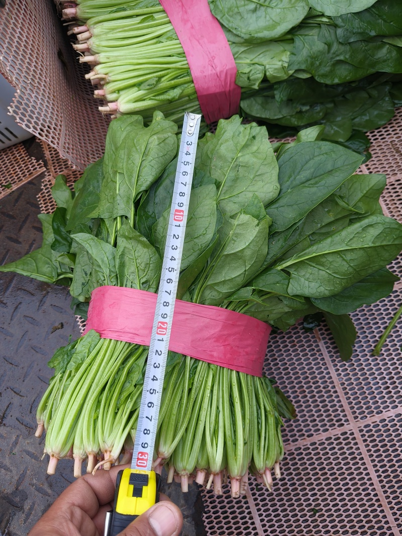 大叶菠菜上市了
