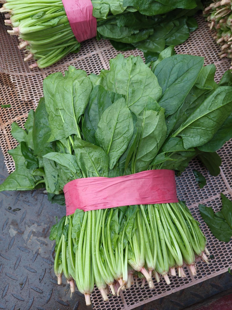 大叶菠菜上市了