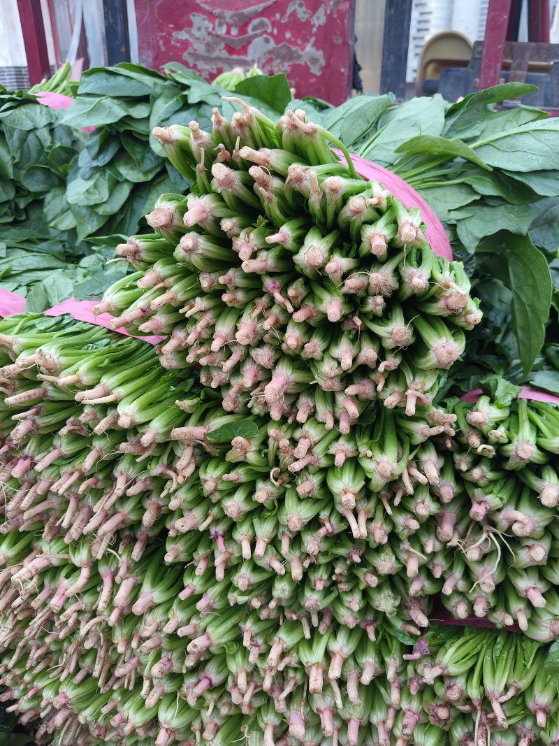 大叶菠菜上市了