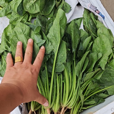 菠菜产地直发包装齐全欢迎新老顾客致电