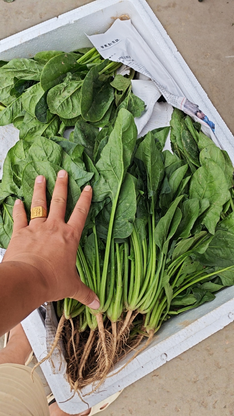 菠菜产地直发包装齐全欢迎新老顾客致电
