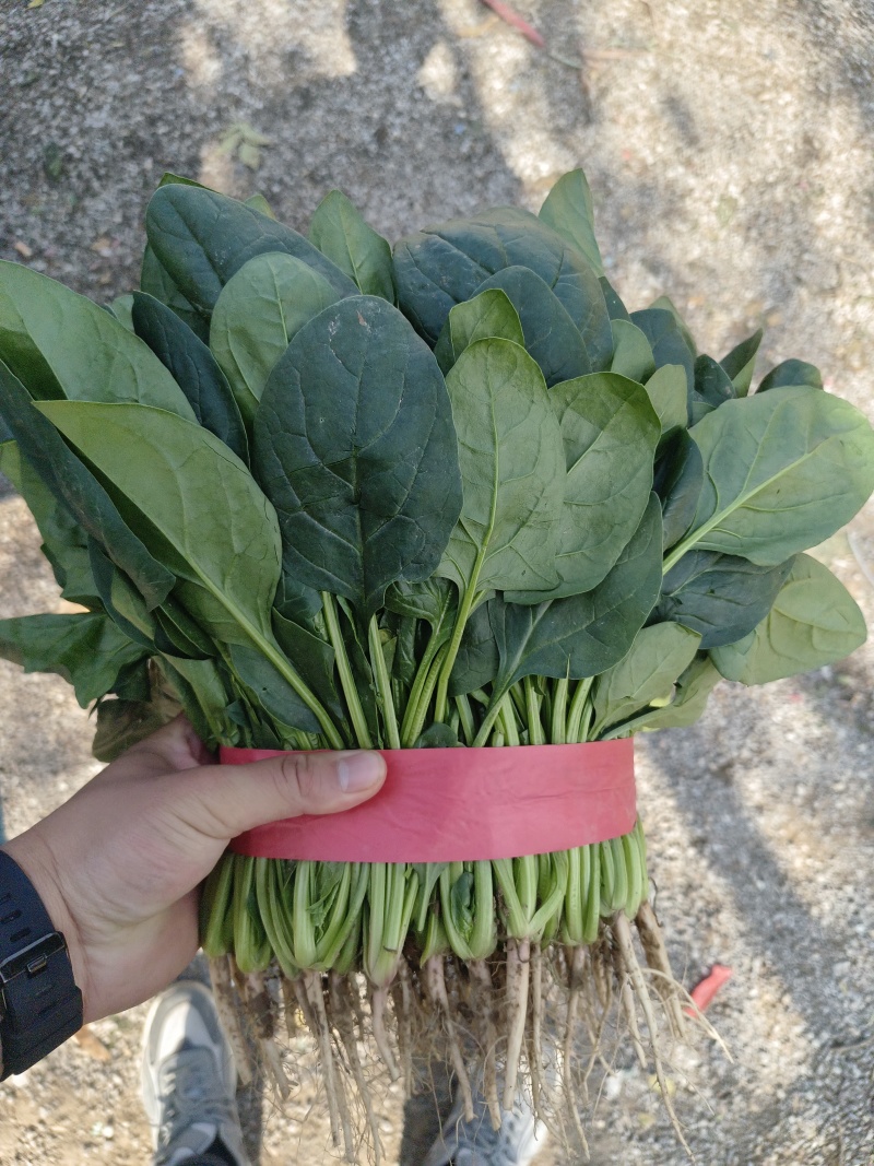 菠菜产地直发包装齐全欢迎新老顾客致电