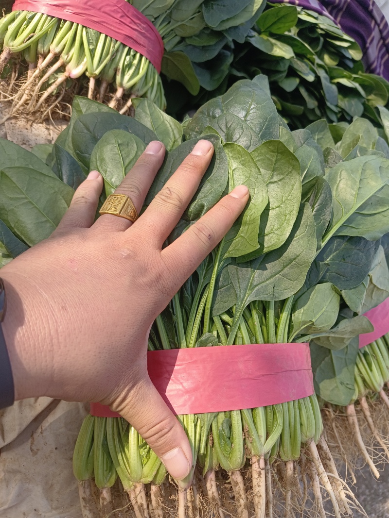 菠菜产地直发包装齐全欢迎新老顾客致电
