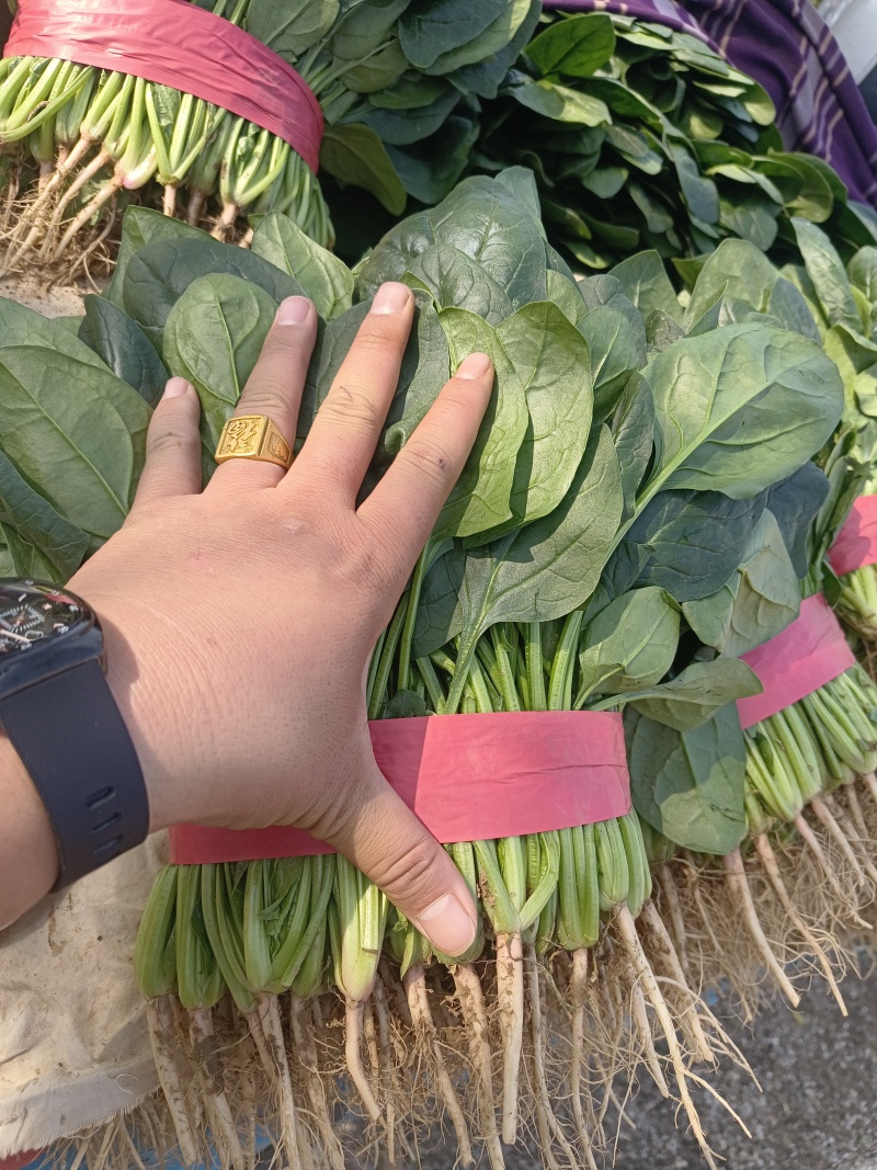 菠菜产地直发包装齐全欢迎新老顾客致电