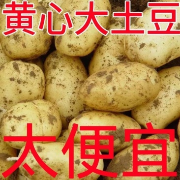山东黄芯高品质土豆