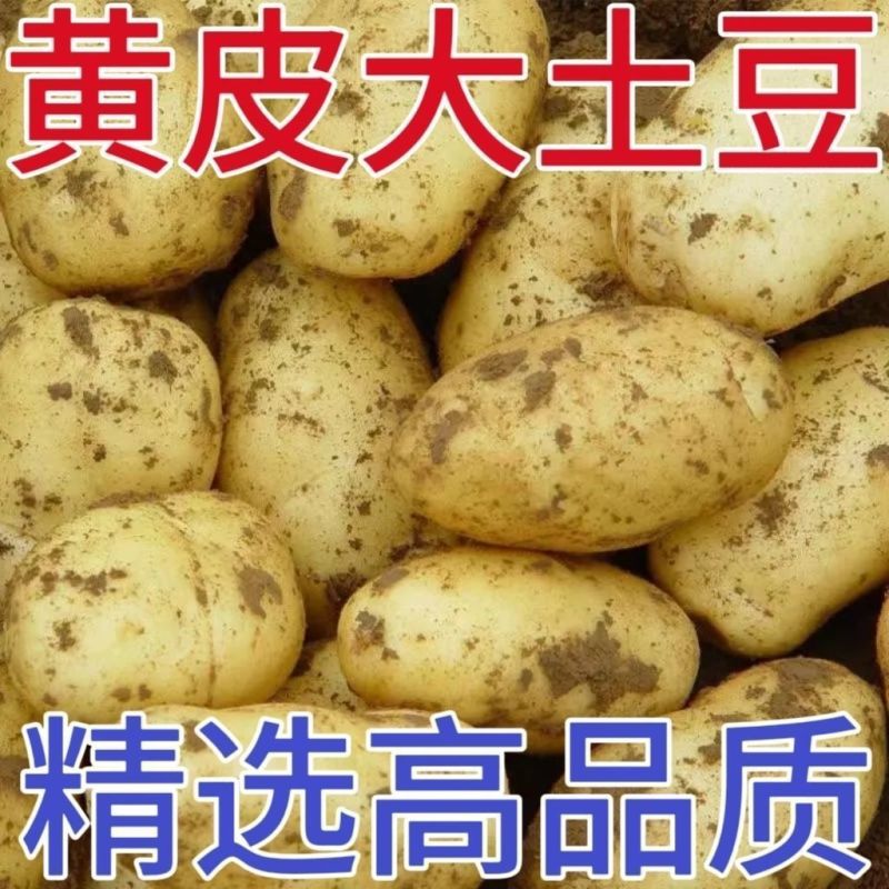 山东黄芯高品质土豆