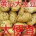 山东黄芯高品质土豆