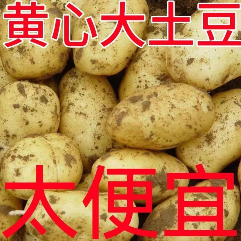 山东黄芯高品质土豆