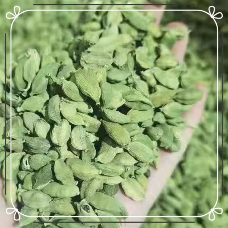 批发绿豆蔻新货500克绿扣小豆蔻绿豆寇青砂仁小豆蔻