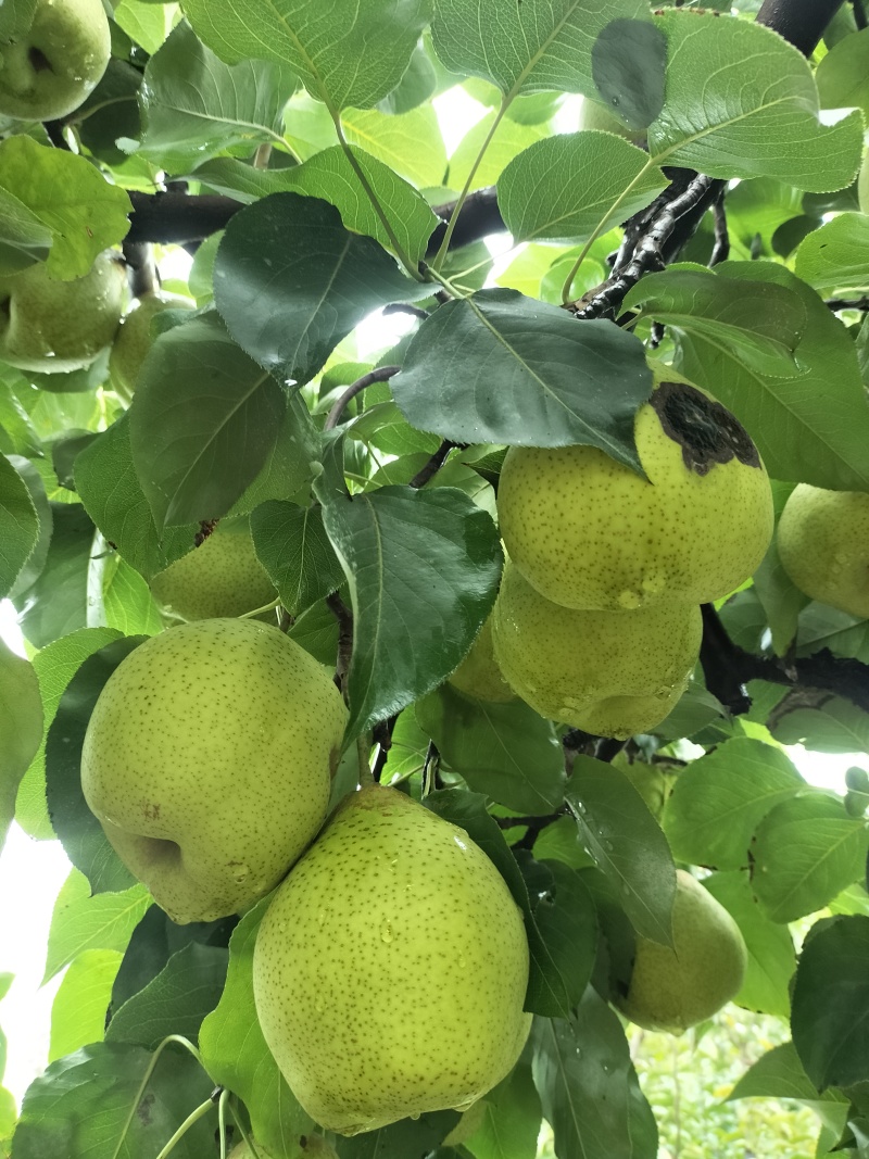 精品鸭梨58年老树生态种植