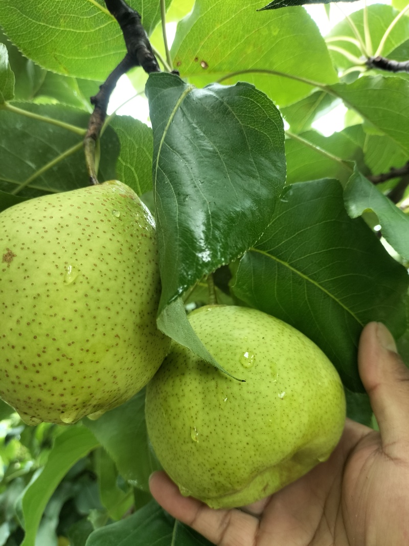 精品鸭梨58年老树生态种植