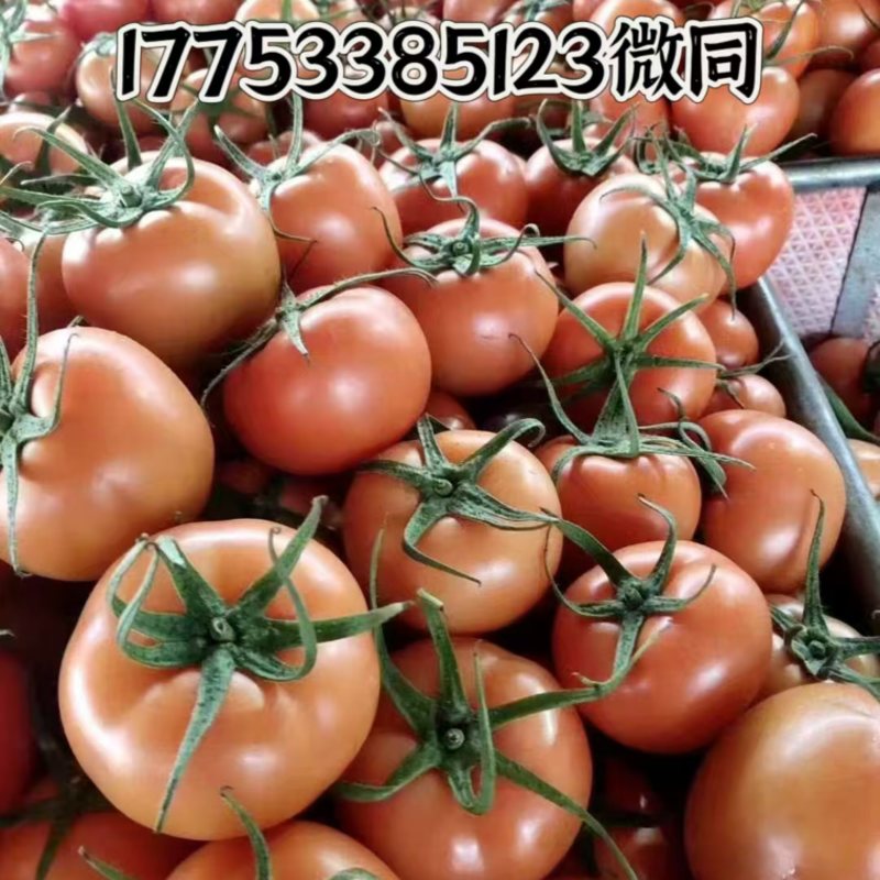 西红柿，大红西红柿，石头番茄万亩西红柿产可对接各大平台