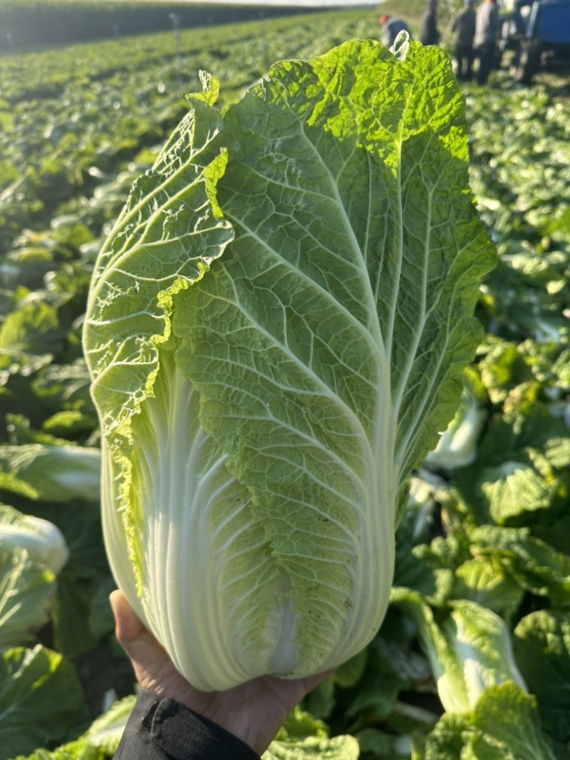 东北黄心大白菜杠菜精品菜全国发货保质保量