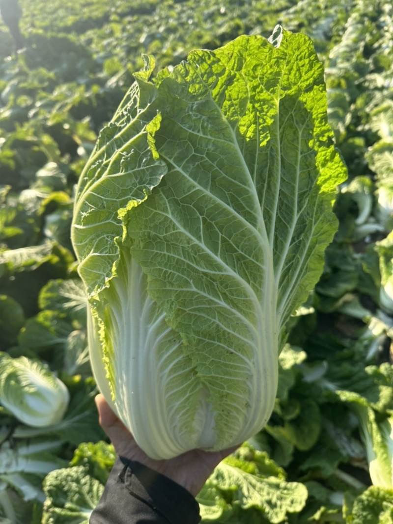 东北黄心大白菜杠菜精品菜全国发货保质保量