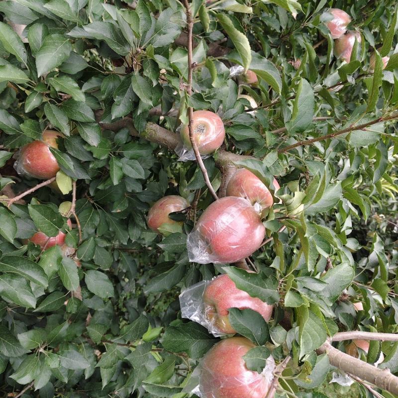 中秋王苹果