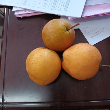 湖南金秋梨