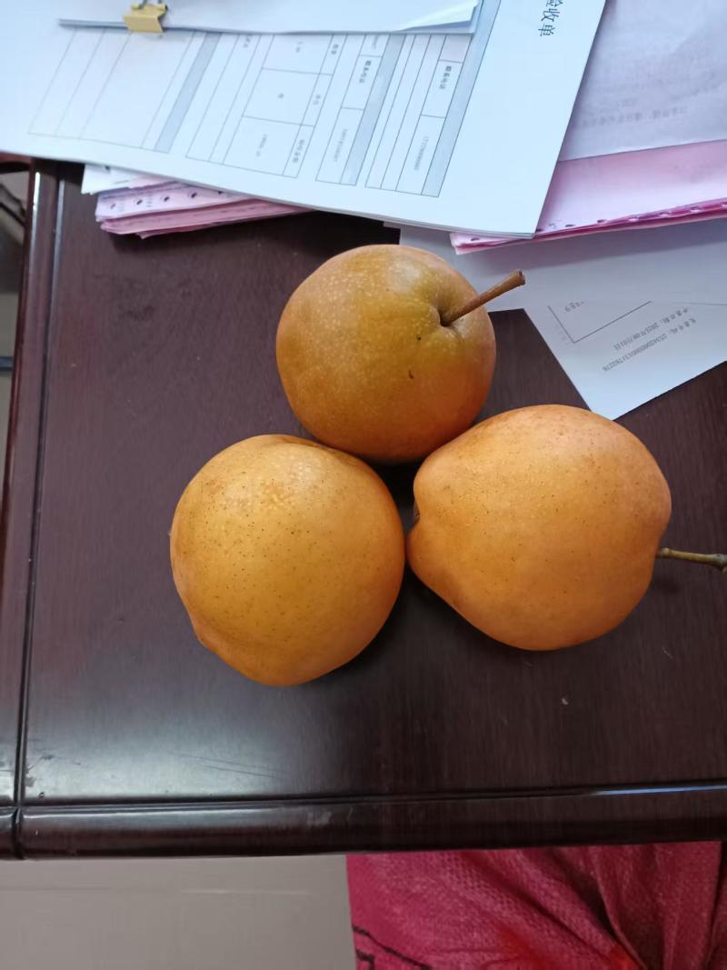 湖南金秋梨