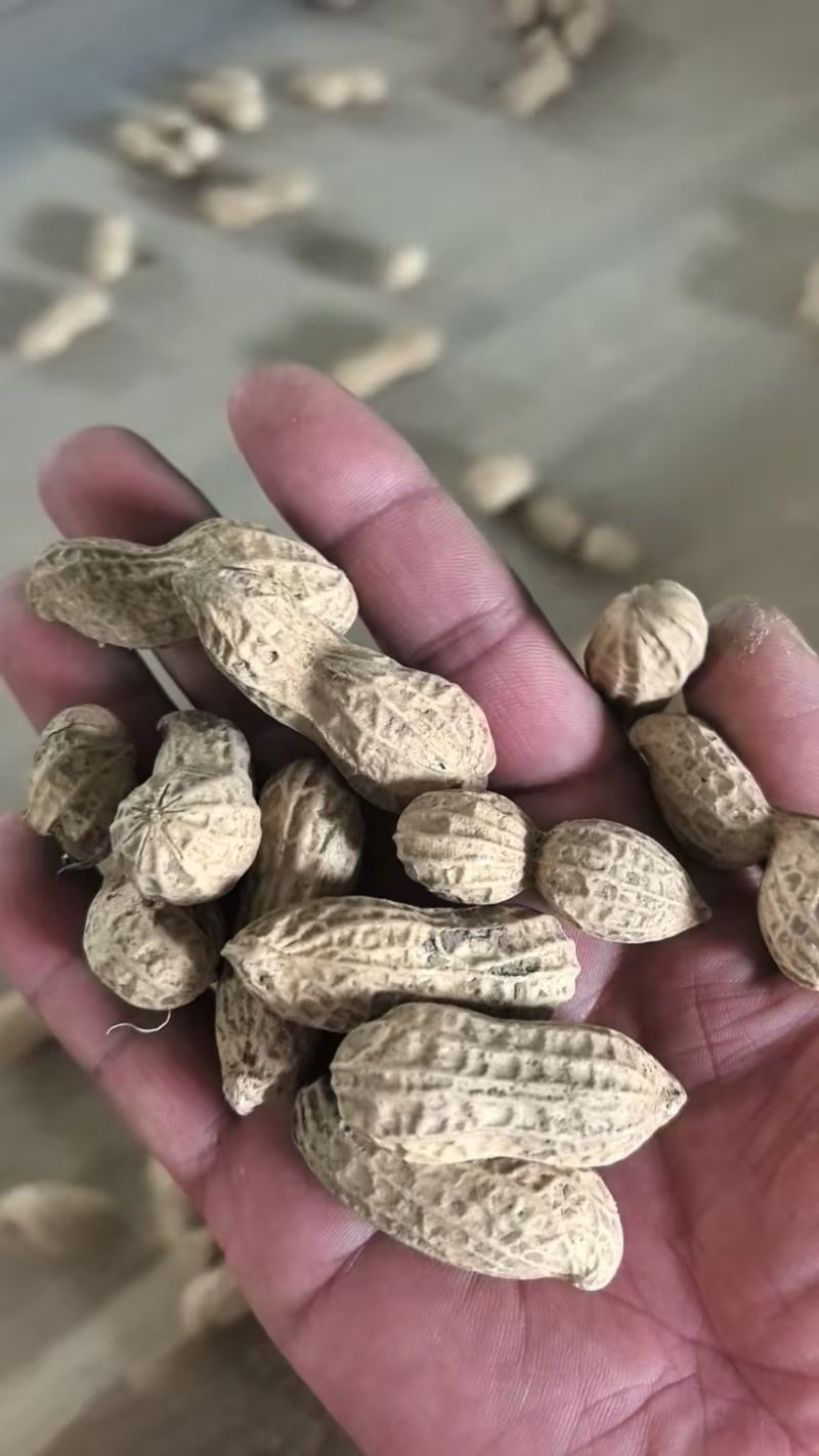 富硒黑花生黑花生大量供应可视频看货欢迎来电
