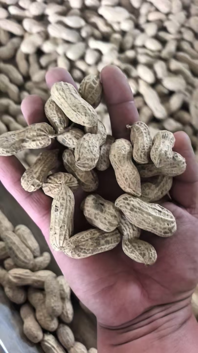 富硒黑花生黑花生大量供应可视频看货欢迎来电