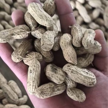 富硒黑花生黑花生大量供应可视频看货欢迎来电