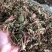 火炭母500g中药材火炭星火炭藤白饭草白饭藤信饭