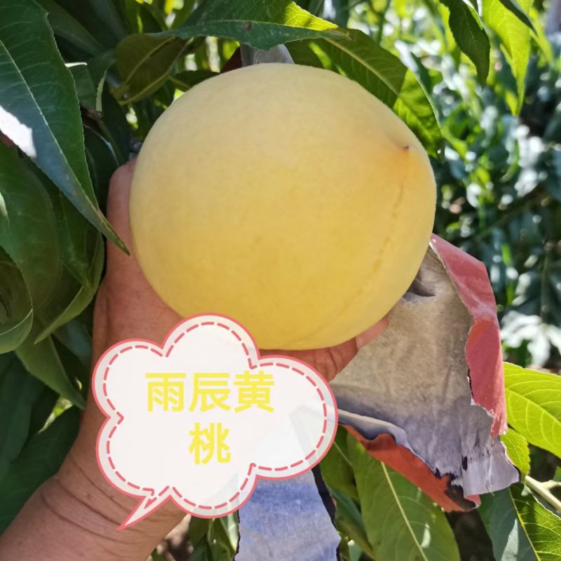 精品黄金脆黄桃，8元（138预订849现摘59精476）