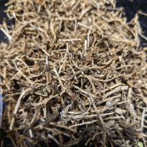 垂盆草统装货