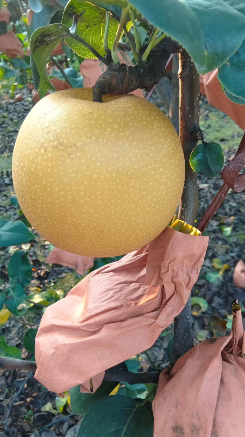 秋月梨