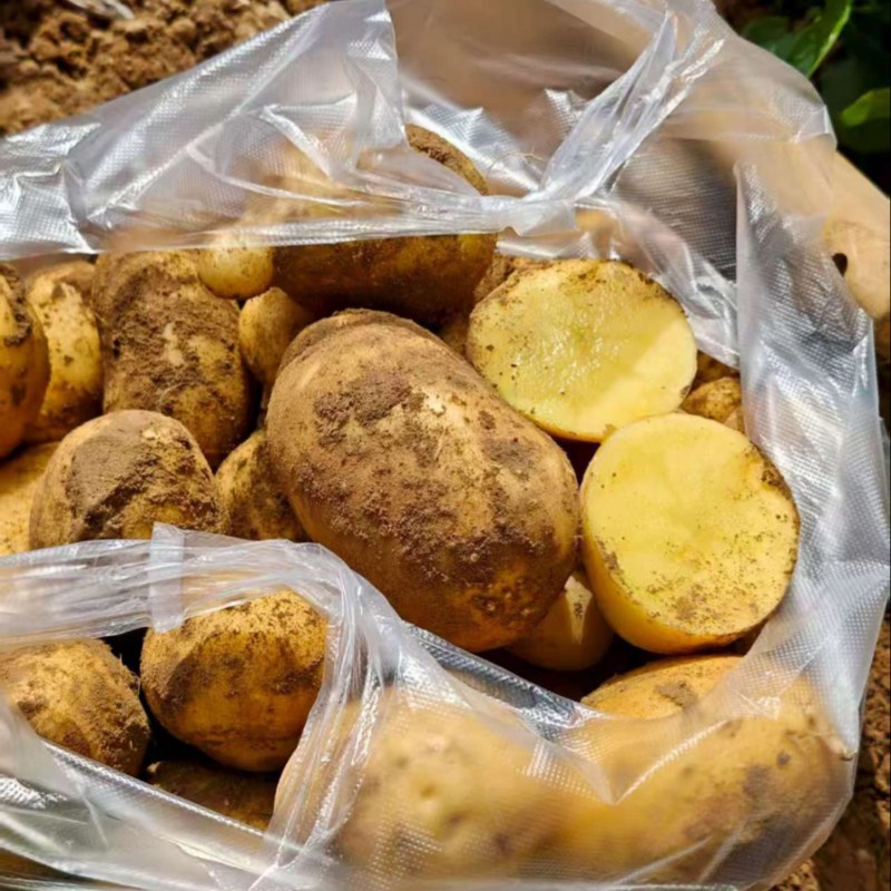 甘肃沙地黄心土豆三两以上，需要联系