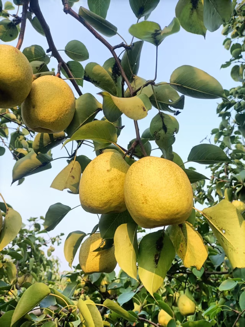 永清辛屯白苏梨皮薄汁多无渣核小