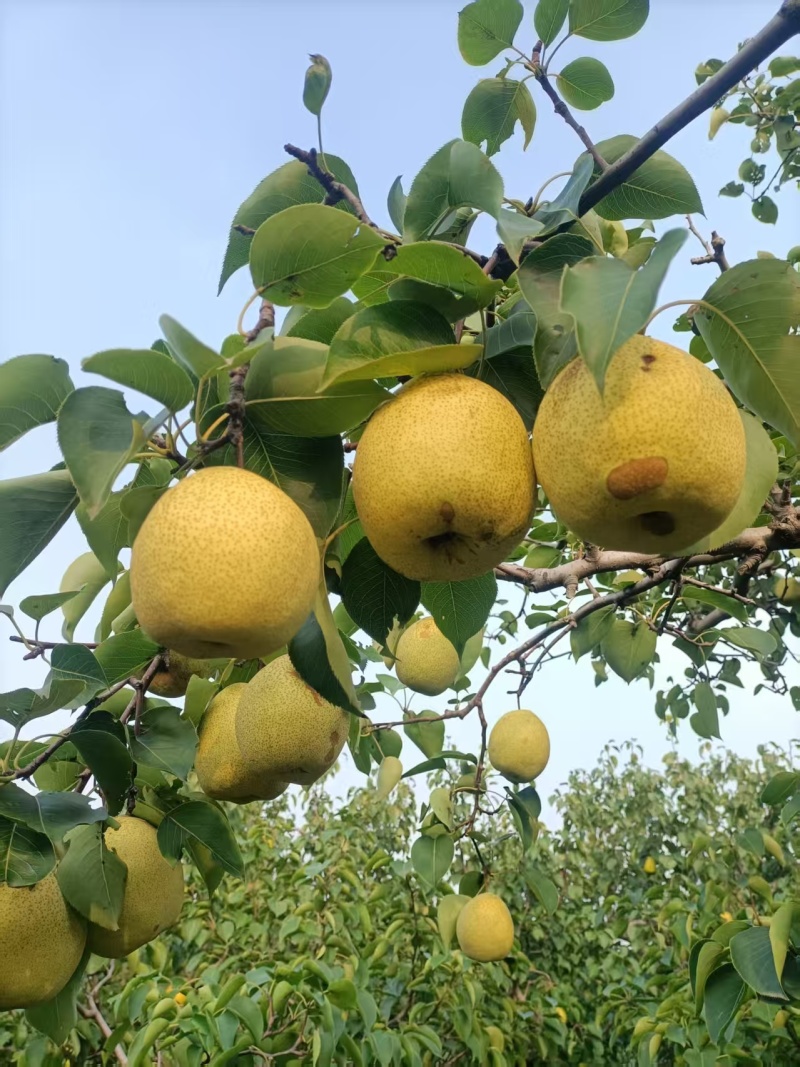 永清辛屯白苏梨皮薄汁多无渣核小