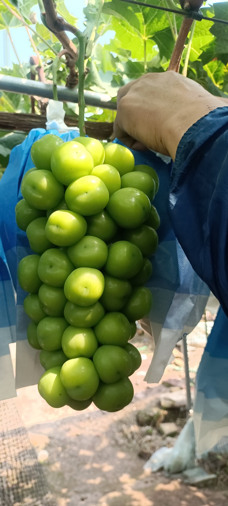 大量供应阳光玫瑰