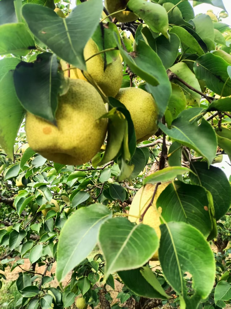 永清辛屯白苏梨皮薄汁多无渣核小