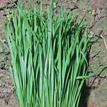 临漳新根二刀，价格便宜，通货价格更优