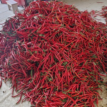 红线椒
