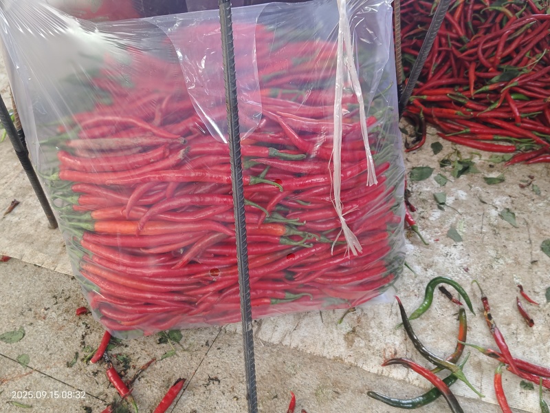 红线椒