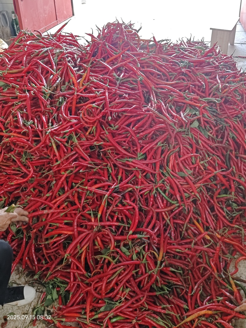 红线椒