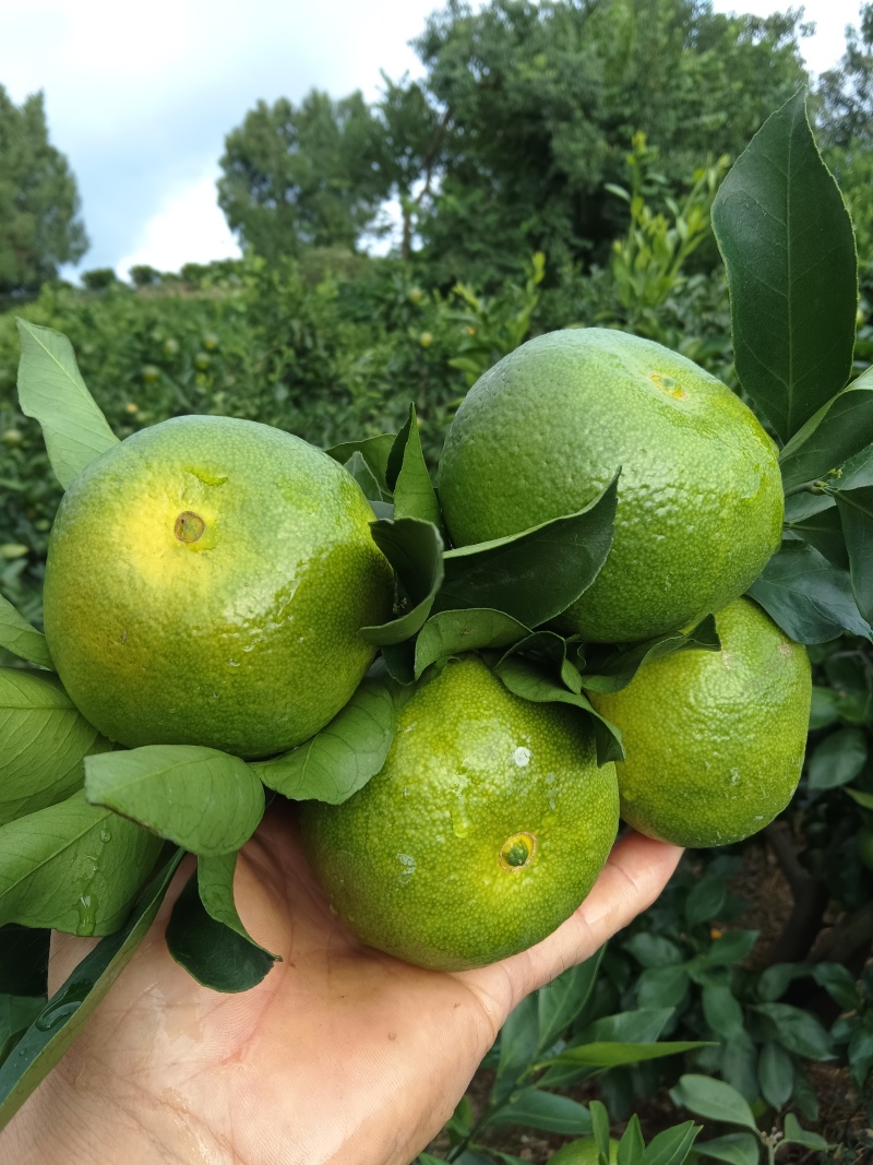 雁江蜜橘