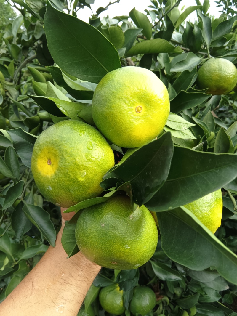 雁江蜜橘