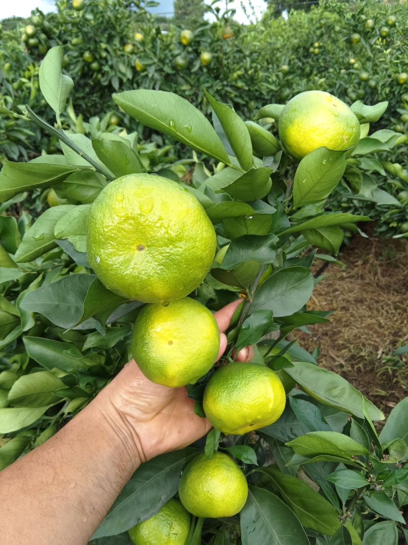 雁江蜜橘