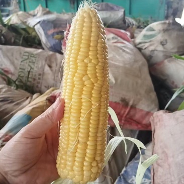 湖北仙桃玉米精品水果玉米对接电商市场商超可视频看货