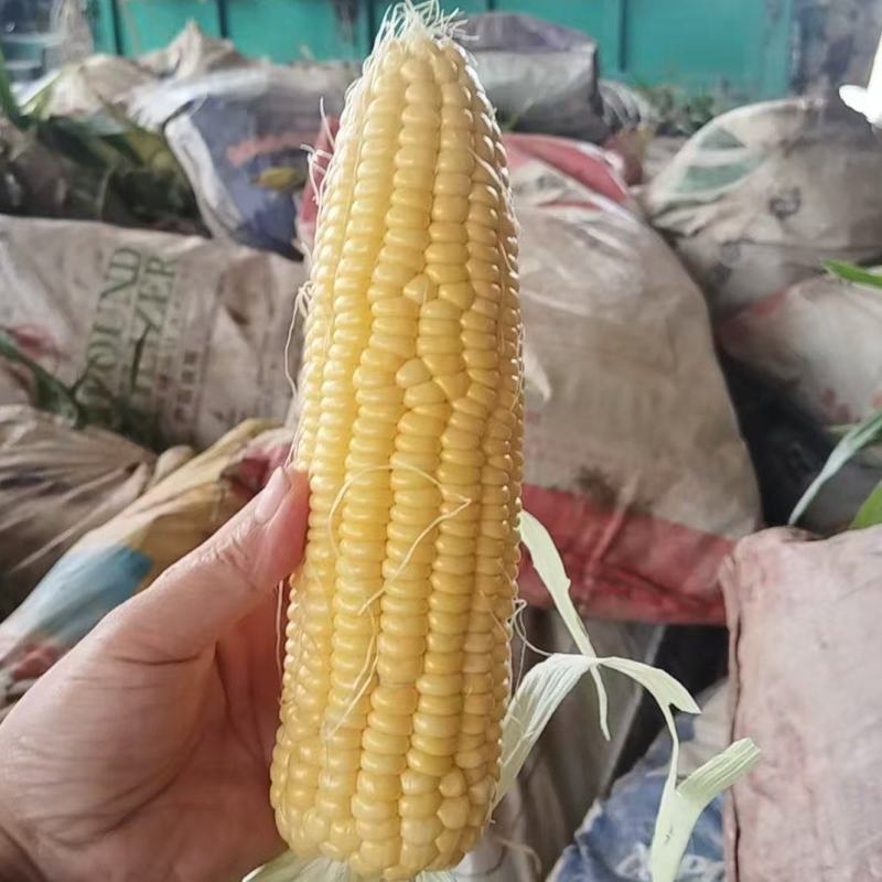 湖北仙桃玉米精品水果玉米对接电商市场商超可视频看货