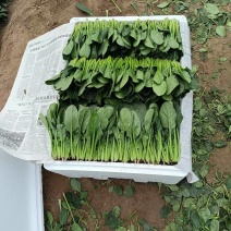 大量供应圆叶，小叶菠菜，做工精细，质量品质保证