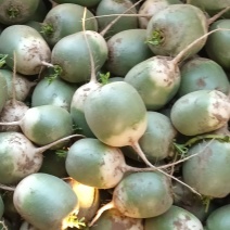 精品青萝卜净菜毛菜都有干净按要求分拣大小打包装车无糠心货量大