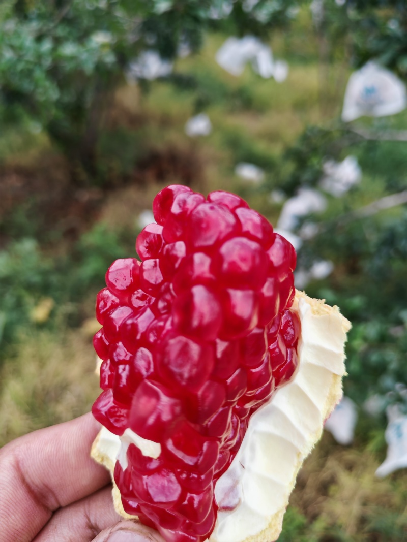 会理石榴产地