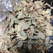 平地木矮地茶