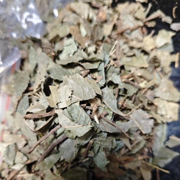 平地木矮地茶