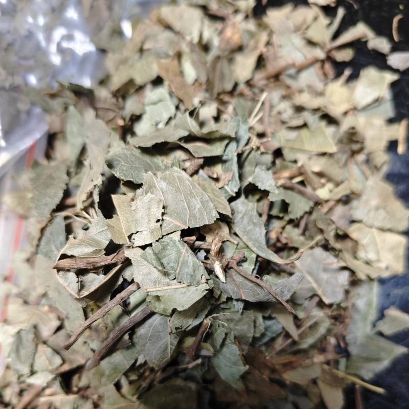 平地木矮地茶