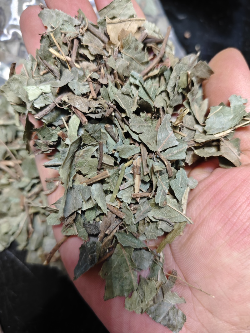 平地木矮地茶