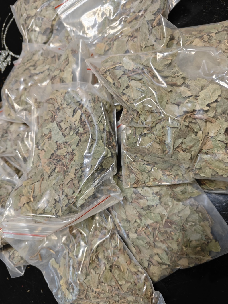 平地木矮地茶